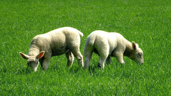 Lambton Estate Sheep